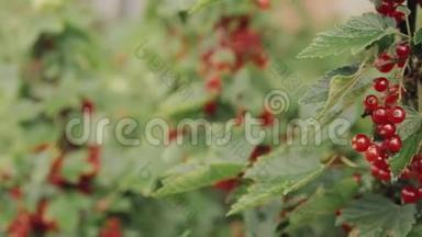 红醋栗或红醋栗肋骨红宝石分公司。 在花园里种植有机浆果。 <strong>水果园</strong>中成熟的醋栗浆果